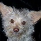 Cindy Williams's photo
