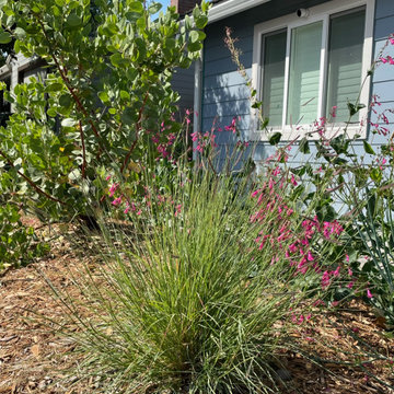 California Native Plants- Front and Back Yard Design