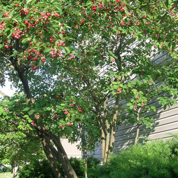 Workhorse Plants