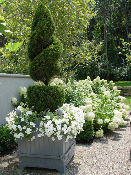 Topiary Evergreen | Houzz