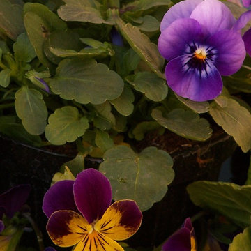 Fiori da giardino