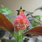 Lacera DeWilde's photo