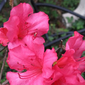 Karen Barnett's photo