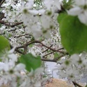 Foto de Lorrie Baker
