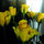 jan_charles57