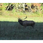 Foto von Bone Hunter