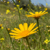 Photo de Nidaa Odiih