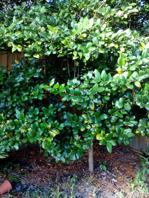 Ligustrum Tree leaves discoloration