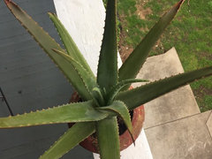 Answers Aloe Vera Plant Turning Brown And Crispy At The Tips Houzz