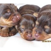 Edenleigh Terriers's photo