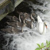 Margaret Fahertys foto
