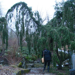 Trees That Provide Year Round Interest - Plants