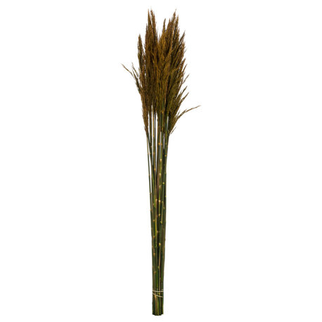 Vickerman all Natural Plume Reed Bundle, Preserved, Aspen Gold