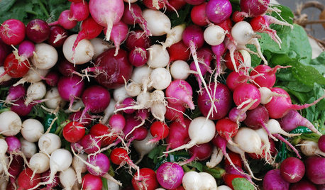 Cool-Season Vegetables: How to Grow Radishes