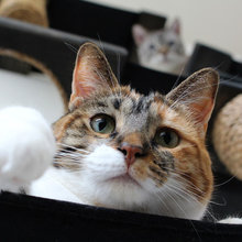 Feline Boundaries: A Vet States the Case for Keeping Cats Indoors