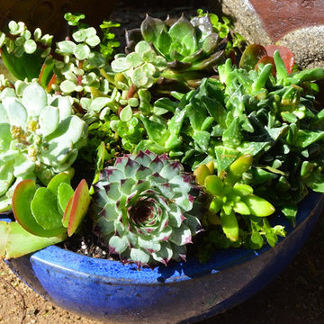Succulent Planters