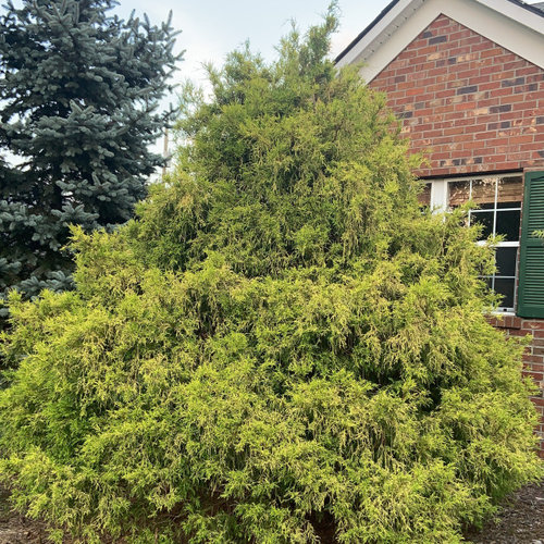How to prune an overgrown gold thread falsecypress to open up the view