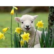 Laurie Westfall's photo