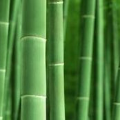 Foto von Laguna Bamboo