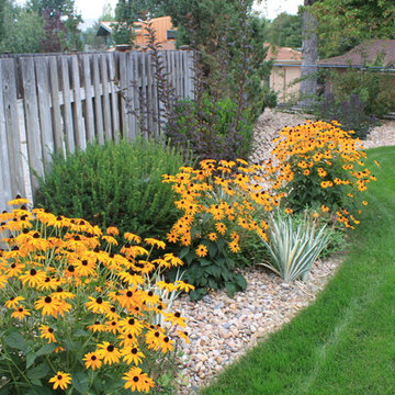 Oriental Spice Xeriscape in Lakewood