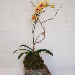 Orchid Slice - Products