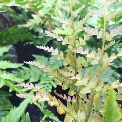 Current Featured Plants - Products