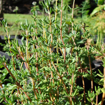 Thymus vulgaris