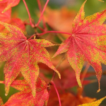 Japanese Maples | Selection | Care