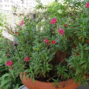 2018 Native Plant Garden Tour