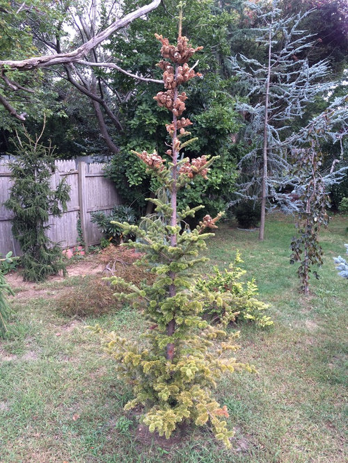 Yellowing and brown needles on Fir Tree