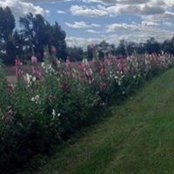 Shari Corkum's photo