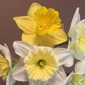 Peggy Wood's photo