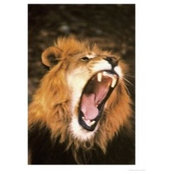 Elena Ruehr's photo