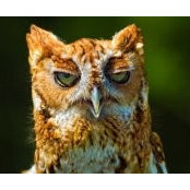 Igor Struyanski's photo