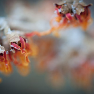 Infuse your garden with late winter blooms and fragrance