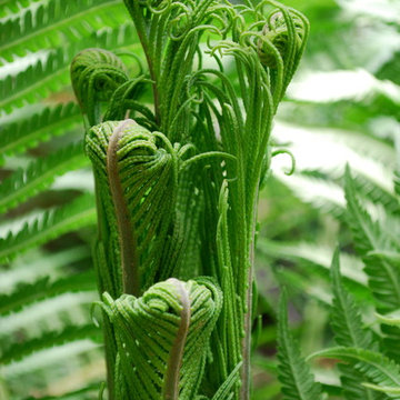 Ostrich fern.