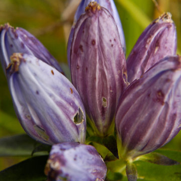 Gentiana andrewsii / bottle gentian