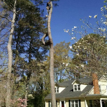 Harpers Tree Service