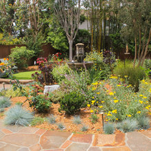 Our Backyard