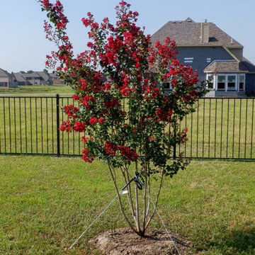 Flowering Trees & Shrubs