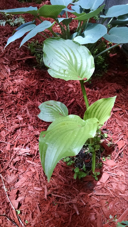 More Hosta to ID
