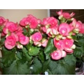 Lynda Williford's photo