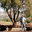 OSHAN TREES INC