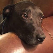 Julie DiPresso's photo