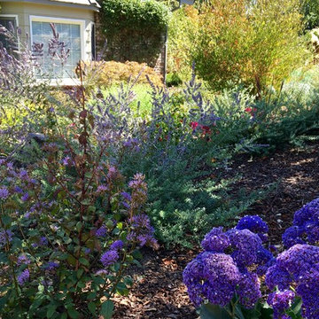 Lawn Replacement in a Challenging Environment