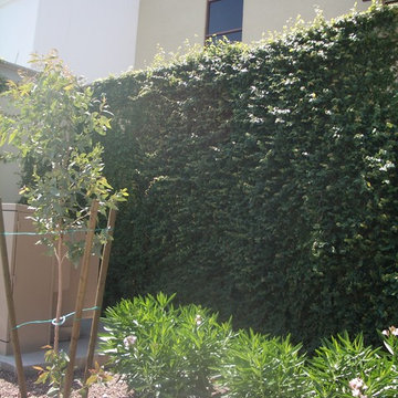 Vines for the Lower Desert