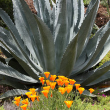 Landscape Ideas
