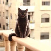 Sally Odeh's photo