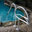 Swan Pool Rails