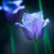 Gordion Dia's photo